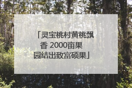 灵宝桃村黄桃飘香 2000亩果园结出致富硕果