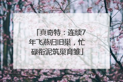 真奇特：连续7年飞燕归旧巢，忙碌衔泥筑巢育雏