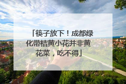 筷子放下！成都绿化带桔黄小花并非黄花菜，吃不得
