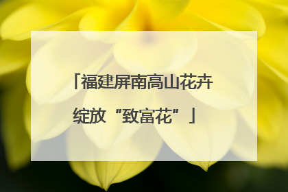 福建屏南高山花卉绽放“致富花”