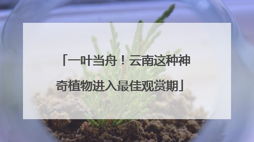 一叶当舟！云南这种神奇植物进入最佳观赏期