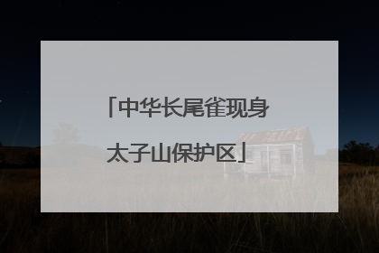 中华长尾雀现身太子山保护区