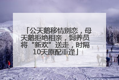 公天鹅移情别恋，母天鹅拒绝相亲，饲养员将“新欢”送走，时隔10天原配重逢