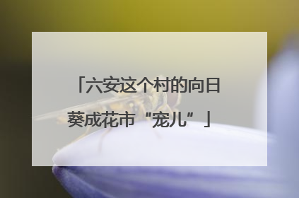 六安这个村的向日葵成花市“宠儿”