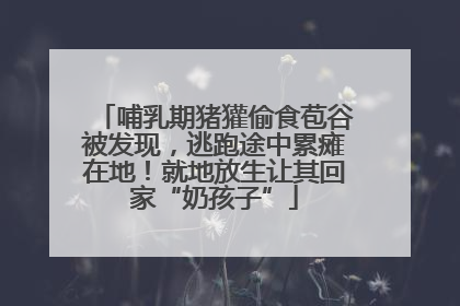 哺乳期猪獾偷食苞谷被发现，逃跑途中累瘫在地！就地放生让其回家“奶孩子”