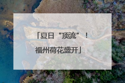 夏日“顶流”！福州荷花盛开