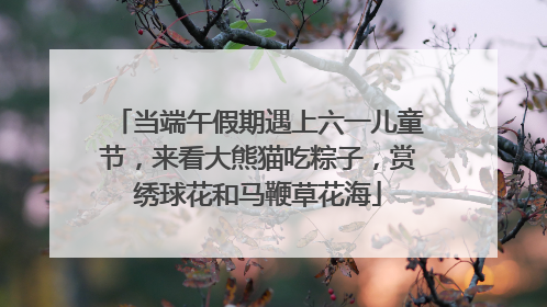 当端午假期遇上六一儿童节，来看大熊猫吃粽子，赏绣球花和马鞭草花海