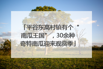 平谷东高村镇有个“南瓜王国”，30余种奇特南瓜迎来观赏季