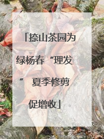 捺山茶园为绿杨春“理发” 夏季修剪促增收
