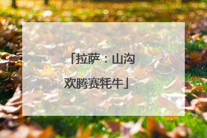 拉萨：山沟欢腾赛牦牛