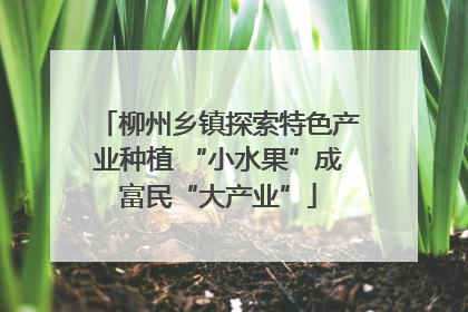 柳州乡镇探索特色产业种植 “小水果”成富民“大产业”