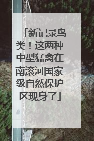 新记录鸟类！这两种中型猛禽在南滚河国家级自然保护区现身了