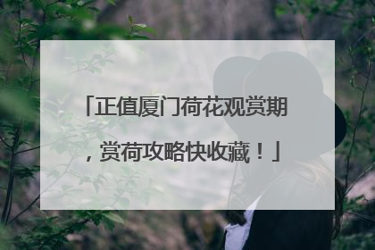 正值厦门荷花观赏期，赏荷攻略快收藏！
