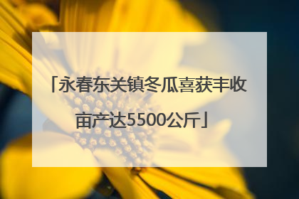 永春东关镇冬瓜喜获丰收 亩产达5500公斤