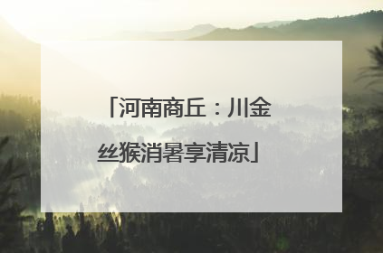 河南商丘：川金丝猴消暑享清凉