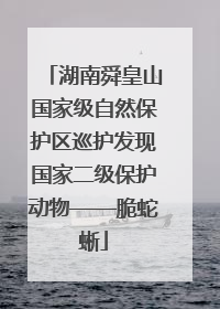 湖南舜皇山国家级自然保护区巡护发现国家二级保护动物——脆蛇蜥