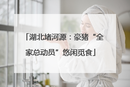 湖北堵河源：豪猪“全家总动员”悠闲觅食