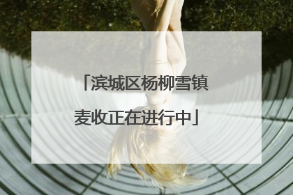 滨城区杨柳雪镇麦收正在进行中