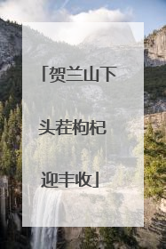 贺兰山下 头茬枸杞迎丰收