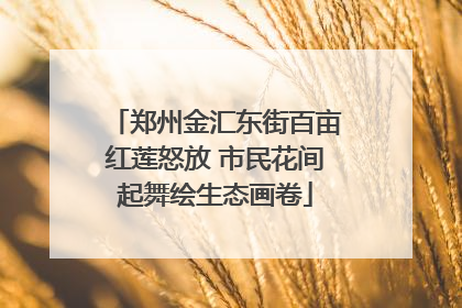 郑州金汇东街百亩红莲怒放 市民花间起舞绘生态画卷
