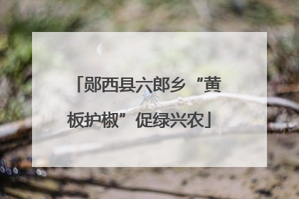 郧西县六郎乡“黄板护椒”促绿兴农