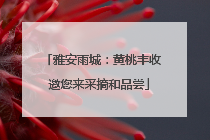 雅安雨城：黄桃丰收 邀您来采摘和品尝